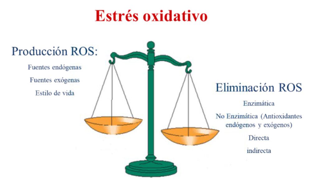 ESTRES-OXIDATIVO